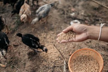 Hand of farmer feeding chicken, hen, duck and goose  with rice and grain at farm in the evening. Natural organic farming concept
