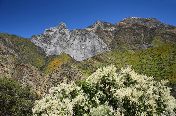 flowering deer brush shrub and mountain peaks in springtime in kings canyon national park,  in the sierra mountains of california