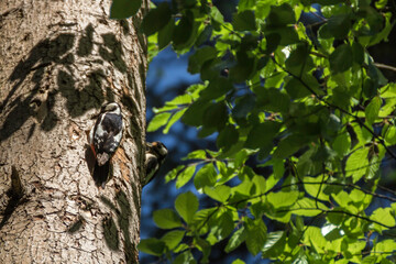 Ein Buntspecht an seinem Nest im Baum