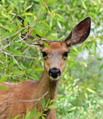 close up of cute female mule deer in the forest in grand teton national park, wyoming