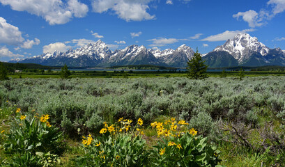 the magnificent peaks mount moran and the grand teton range with  pretty yellow sunflowers in a field of sage brush in grand teton national park, wyoming