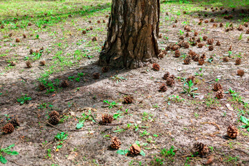 Coniferous cones around the tree trunk . Coniferous forest in the summer