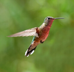 Fototapeta na wymiar close up of a female broad tailed hummingbird in flight in colorado state forest state park near walden, colorado