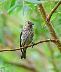 close up of a pretty female house finch perched on a branch in a tree in summer in colorado state forest state park near walden, colorado