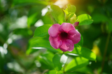 Allamanda blanchetii, focus on purple flowers with blurred background.