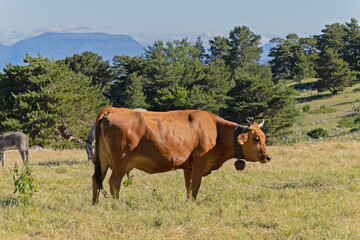 troupeau de vaches sur le Mont Ventoux