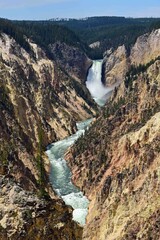 lower yellowstone falls in the grand canyon of the yellowstone, in yellowstone national park, wyoming, from artist point