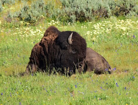 wild  bison bull resting in the grass of th hayden valley of yellowstone national park in wyoming     