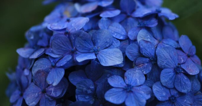 Hydrangea flower at the garden in Japan rainy day closeup handheld