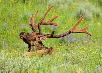 bull elk with magnificent rack, resting amongst the wildflowers in yellowstone national park, wyoming