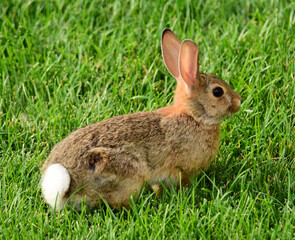 cute cottontail rabbit grazing in the green grass in summer in broomfield, colorado