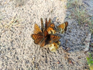 a group of butterflies come together in a beautiful flower