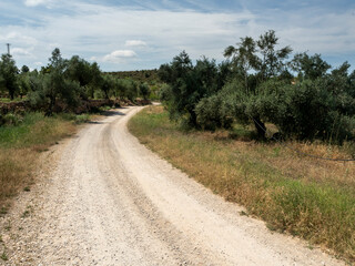 Fototapeta na wymiar dirt road between olive trees