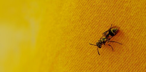 A yellow wasp (Vespa)  isolated on yellow background