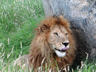 close up of a male  lion licking his lips next to a boulder in the grasses of  in serengeti park, tanzania,  east africa