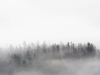 Obraz na płótnie Canvas Foggy forest in a gloomy landscape. Trees in heavy fog
