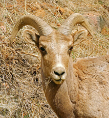 closeup of  inquisitive bighorn sheep ewe along the waterton canyon trail in littleton, colorado