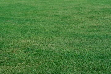 green grass background , green world and earth day concept