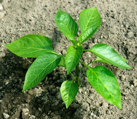 Sweet pepper seedling growing on the ground, young bell pepper plant in vegetable bed

