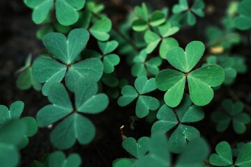 Spring background frame, shamrock , Clover Leaves for Green background with three-leaved shamrocks. st patrick's day background, holiday symbol,Spring concept.