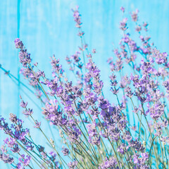 Lavender flowers on a blue wooden background, selective focus.