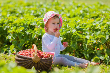 Little baby girl sitting on green grass and eating fresh red strawberry at field in warm sunny summer day. Closeup.