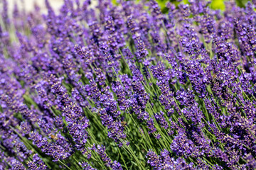 Fototapeta premium the blooming lavender flowers in Provence, near Sault, France