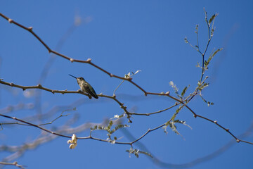 A hummingbird rests on the branch of a mesquite tree in the Sonoran Desert of Arizona.