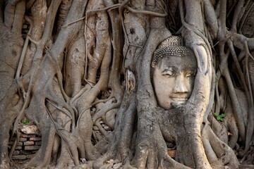 Buddha Head In Root Of Tree, Wat Mahathat Temple In Phra Nakhon Si Ayutthaya, Thailand. 