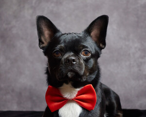 portrait of black chihuahua with red bow tie
