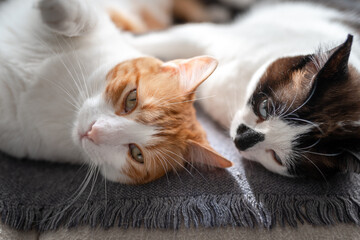 close up. two domestic cats sleep together on the sofa