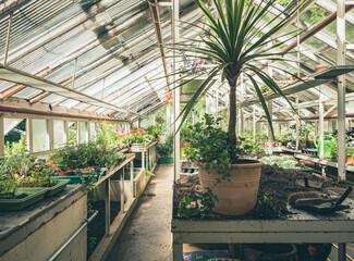 The lush collection of garden vegetable plants and exotic house plants are grown under the glass ceiling of an old Victorian greenhouse.