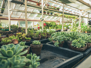 The lush collection of garden vegetable plants and exotic house plants are grown under the glass ceiling of an old Victorian greenhouse.