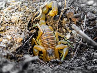 Macro shot of a hidden buthus occitanus,  an european common scorpion hidding in its hole