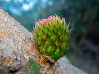 Close up view of the bud of a prickly pear, macro shot of a prickly pear growing