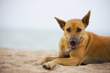 Dog Laying On The Beach, Hua Hin District, Thailand.