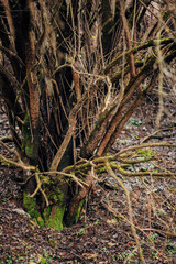 Naklejka na ściany i meble Tree trunks in green mossy forest in summer