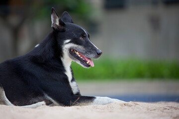 Obraz premium Dog Laying On The Beach, Hua Hin District, Thailand.