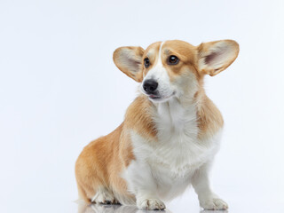 funny Portrait of a dog on a white background. Smiling Corgi pembroke. Pet in the studio For design