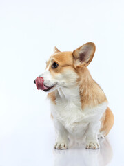 funny Portrait of a dog on a white background. Smiling Corgi pembroke. Pet in the studio For design