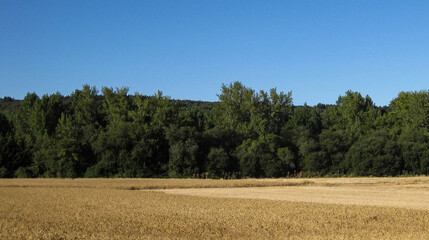 Paisajes de campos de cultivo en verano.