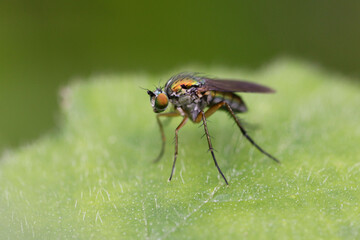 Dolichopodidae are small flies with metallic cast 