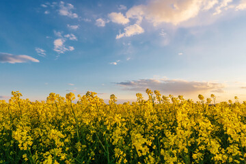 Obraz premium blooming yellow rape, oil canola or colza field at sunset or sunrise