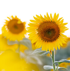 Bright yellow sunflower in the field against the sky. Beautiful sunflower close-up