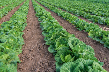 Fototapeta na wymiar young cabbage grows in the farmer field