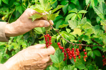A man collects red currant from a bush in a summer garden