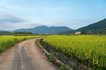 Fototapeta na wymiar Beautiful scenery of rural rice fields