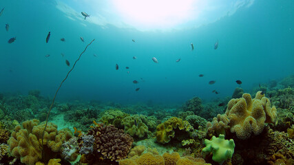 Fototapeta na wymiar Tropical coral reef seascape with fishes, hard and soft corals. Philippines.