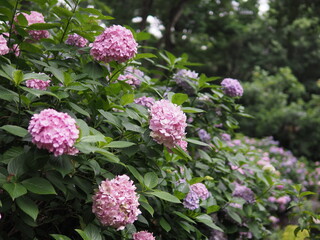 Fototapeta premium 紫陽花