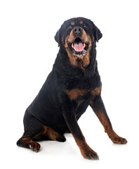 senior rottweiler in studio